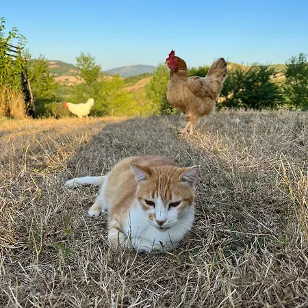 Farm stay La Valle Dimenticata Urbania
